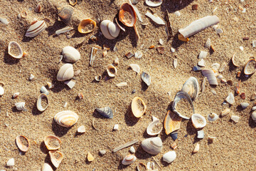 Sandy beach with seashells in sunset light. Summer beach background. Top view.
