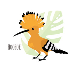 Fototapeta premium Vector cartoon tropical bird isolated on white background, hoopoe. Bird sticker. Flat illustration.
