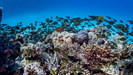 Naklejka na ściany i meble A school of fish on the reefs of the red sea
