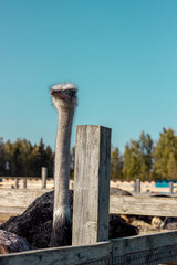 ostrich in the village