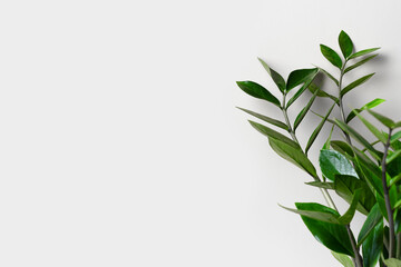 Branches and leaves of zamiokulkas on a gray background. The concept of minimalism. Stylish and minimalistic urban jungle interior. The poster. Selective Focus