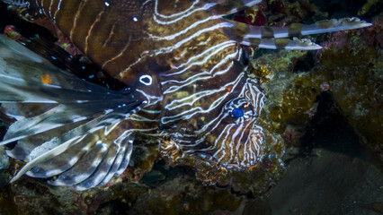 Lionfish hunts on the reefs of the red sea