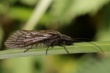 phrygane sur un brin d'herbe