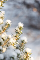 Green Fir branches covered with white fluffy snow are in winter day in the forest