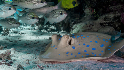 Stingray on the reefs of the Red Sea