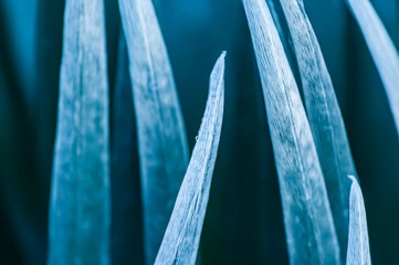 Silversword plant in Haleakala,Maui,Hawaii
