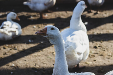 white goose on the beach