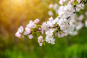 Obraz premium appletree blossom branch in the garden in spring 