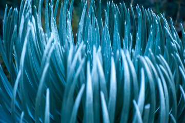 Silversword plant in Haleakala,Maui,Hawaii