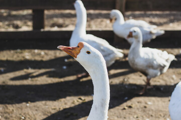 two white geese