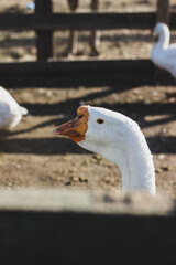 close up of a goose