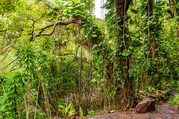 Forest in Along the Hana Highway, Maui, Hawaii