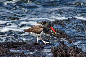 American oystercatcher (Haematopus palliates) by a tidal pool at Punta Espinoza, Fernandina Island,...