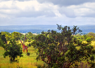 Fototapeta premium Giraffe in beautiful bushes of Savannah
