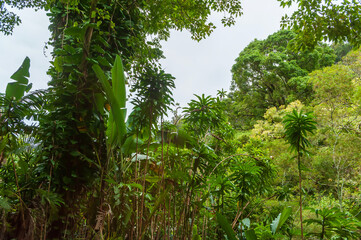 Forest in Along the Hana Highway, Maui, Hawaii