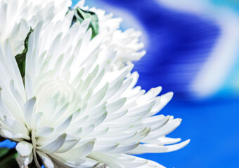 White blooming chrysanthemum on blue background