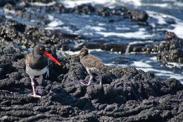 American oystercatcher (Haematopus palliates) with a chick by a tidal pool at Punta Espinoza,...