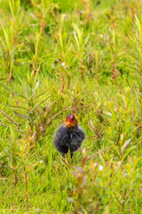 Little coot chick standing in the grass