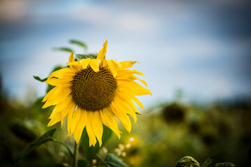 sunflower in sunflower field
