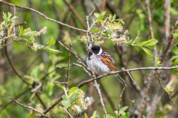Fototapeta premium Reed Bunting sitting in a shrub and singing