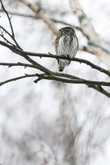 Eurasian Pygmy Owl