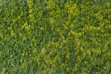 Moss close-up on a wall