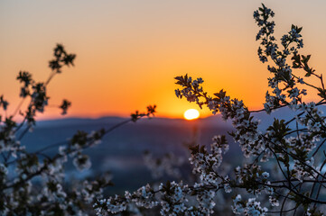 sunset trough cherry blossoms