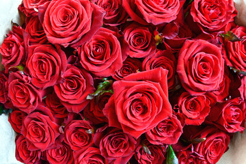 Big bouquet of fresh red roses. Beutiful background for post card