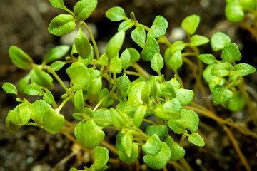A small sprout of thyme in soft focus at high magnification.