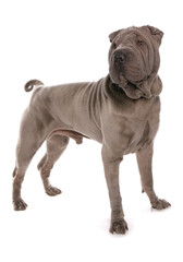 blue shar-pei dog studio portrait
