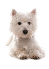 White west highland terrier puppy