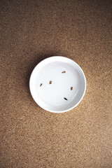 Planting process. Soaking seeds for planting in a water in a white saucer top view.