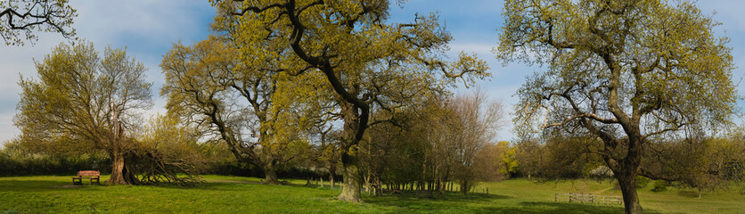 Fototapeta na wymiar Storm damage to established trees on public parkland in Beverley, UK.