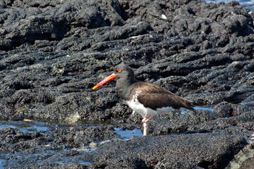 American oystercatcher (Haematopus palliates) on lava rock at Punta Espinoza, Fernandina Island,...