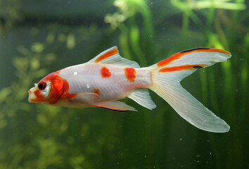 saras comet goldfish