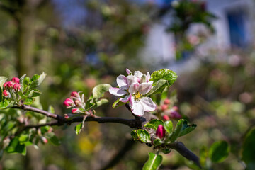 Spring flowers in European garden