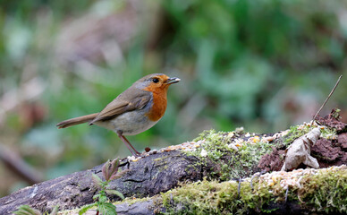 Eurasian robin feeding in the woods