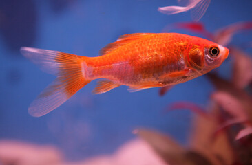 Goldfish portrait