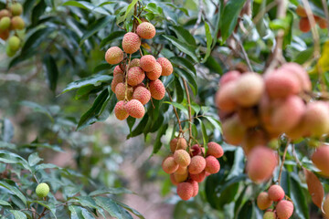 Lychees grow on green plants, about to ripen to red in the garden. Thai farmers in summer, delicious, sweet, sour