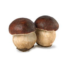porcini mushrooms, boletus esilia,  isolated on white background