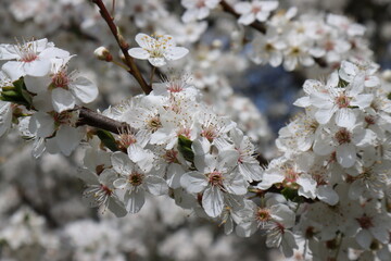Plum tree in bloom with blue sky	