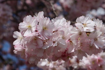 Cherry tree in bloom with blue sky
