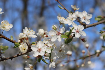 Plum tree in bloom with blue sky	