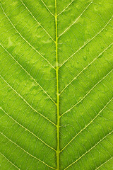 Green leaf macro texture with drops of water