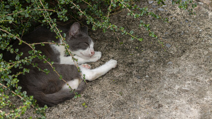 A gray white cat sleeping under a tree