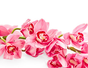 Naklejka premium Orchid flowers isolated on white background