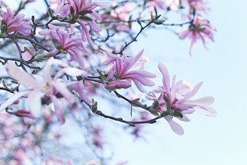 Flowering Magnolia Tree in the springtime. Close-up