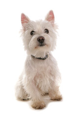 West Highland Terrier