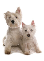 West Highland Terriers