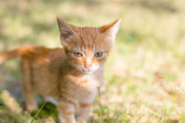 Naklejka na ściany i meble Tabby ginger kitten with a long mustache on sunny day. Ginger cat kid animal on the grass in the city park.